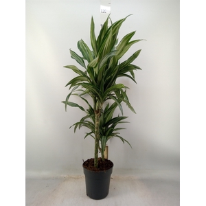 Dracaena fr de 'Ulises'