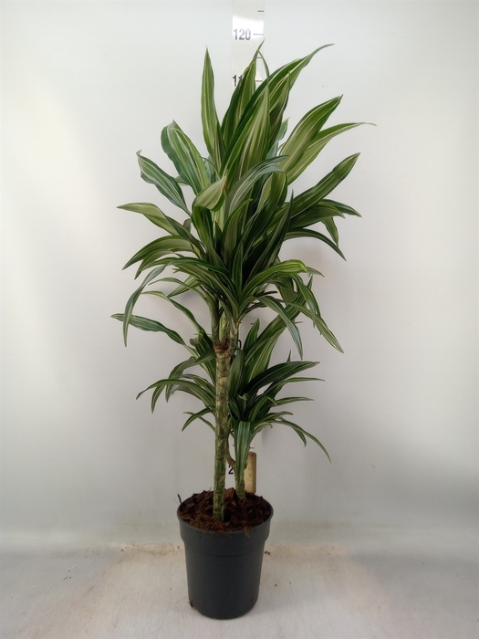 <h4>Dracaena fr de 'Ulises'</h4>