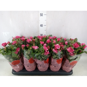 Rosa  'Tunesie Twin Colour Star'