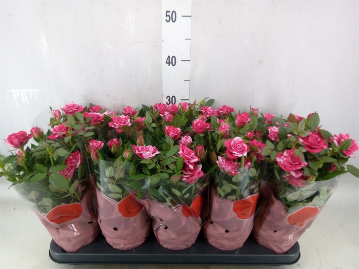 <h4>Rosa  'Tunesie Twin Colour Star'</h4>