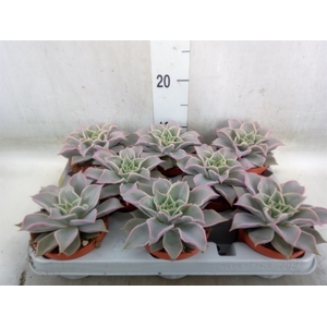 Echeveria   ...