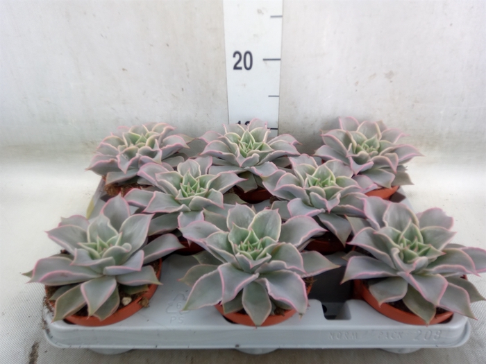 <h4>Echeveria   ...</h4>