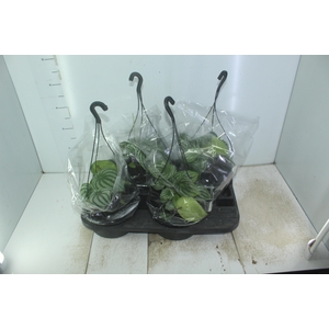 PEPEROMIA MELANCIA C21