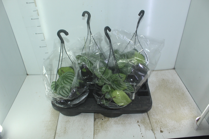 <h4>PEPEROMIA MELANCIA C21</h4>