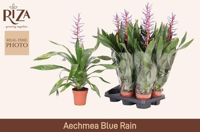 <h4>AECH BLUE RAIN</h4>