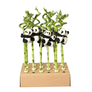 Lucky Bamboo Stem Spiral 50cm in Tube & Karton Tray