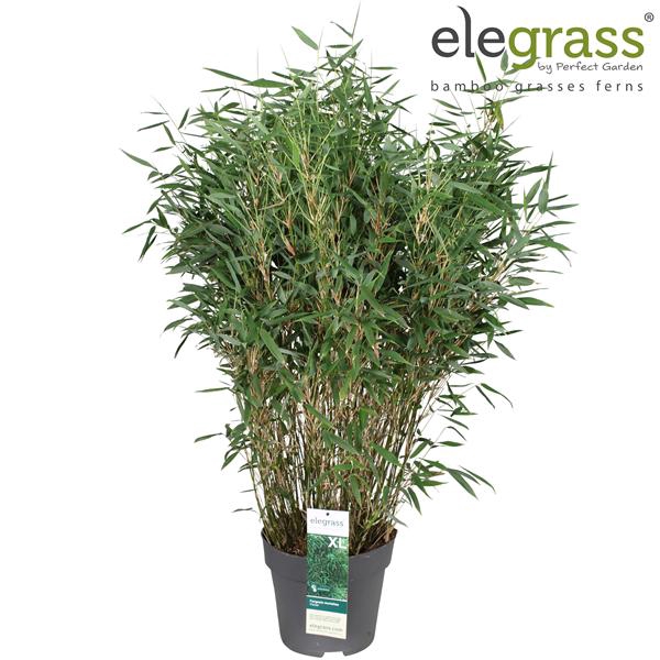 <h4>Fargesia murieliae 'Panda' P29</h4>