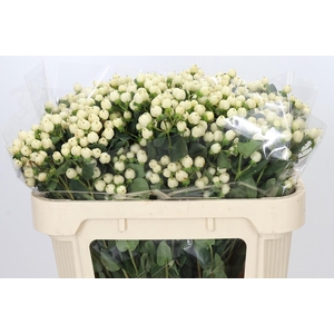 Hypericum Cool Romance Spray