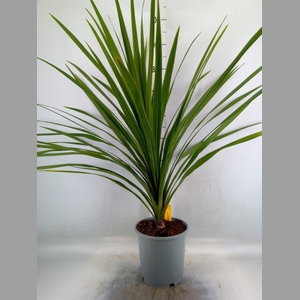Cordyline indivisa 'Peko'