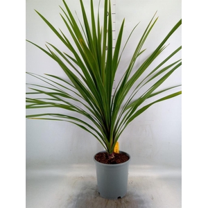 Cordyline indivisa 'Peko'