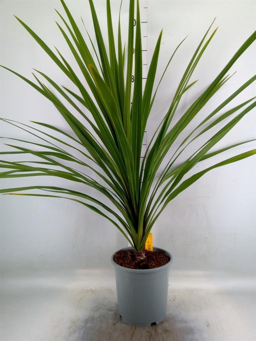 <h4>Cordyline indivisa 'Peko'</h4>