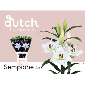 Li Or Sempione 4+ Lily Master