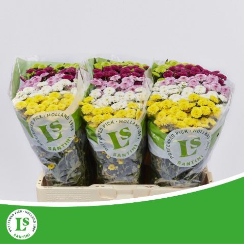 <h4>Chrysanthemum SA   ...mix bos</h4>