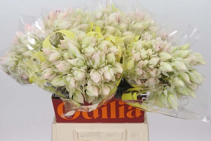 <h4>Blushing Bride 6/9 Flowers</h4>
