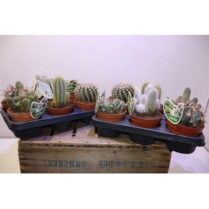 arr8 Cactus Gem