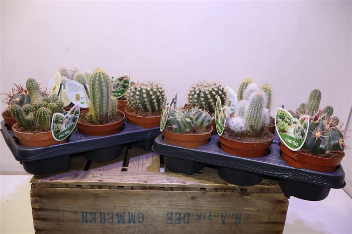 <h4>arr8 Cactus Gem</h4>