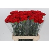 Dianthus St Gennaro