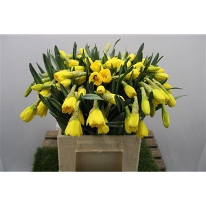 Narc G Gigantic Star Ex