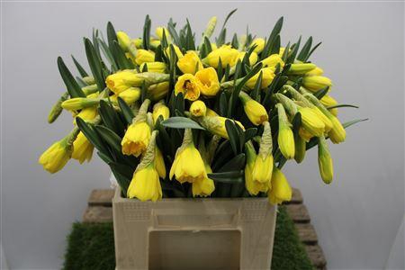 <h4>Narc G Gigantic Star Ex</h4>