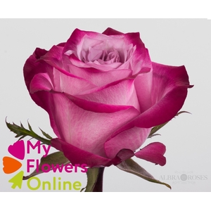 R Gr Deep Purple Lavander 50cm EC