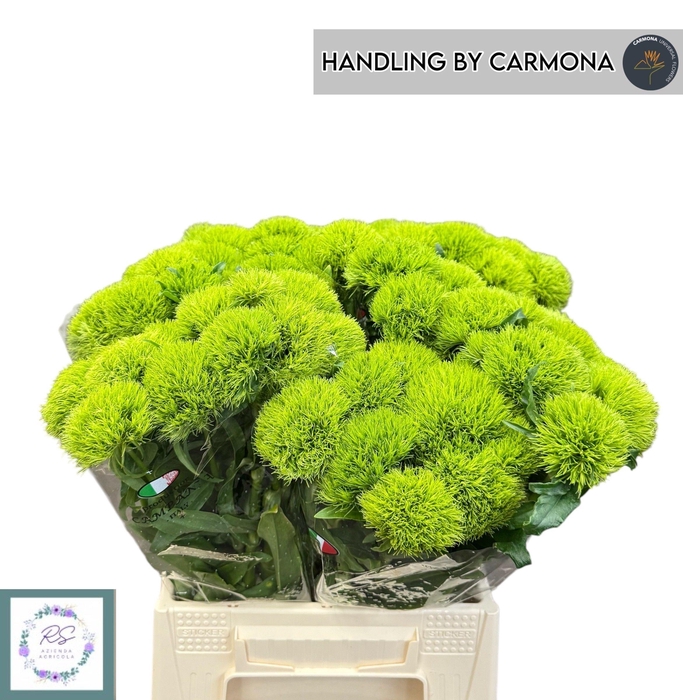 <h4>DI BARB KIWI MELLOW</h4>