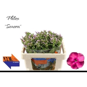 PHLOX P SENORA