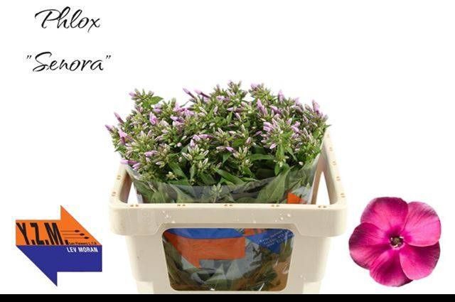 <h4>PHLOX P SENORA</h4>