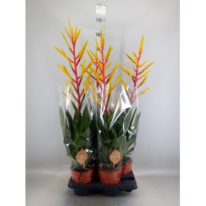 Tillandsia  'Luminosa'