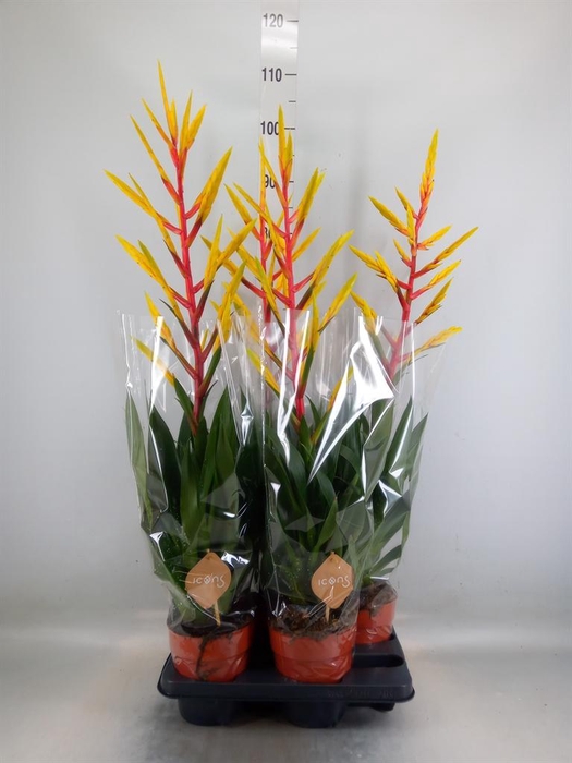 <h4>Tillandsia  'Luminosa'</h4>