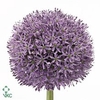 Allium Gladiator