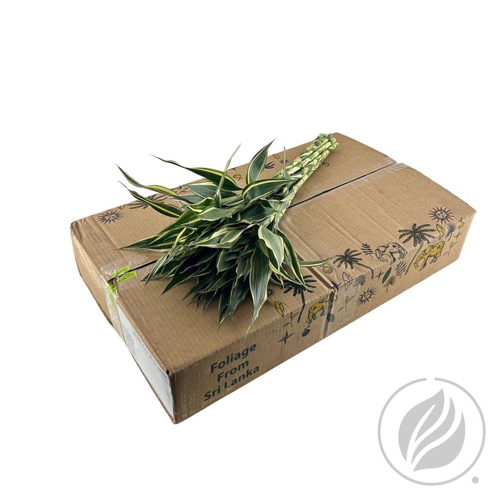 <h4>Sandriana White 42cm Doos</h4>