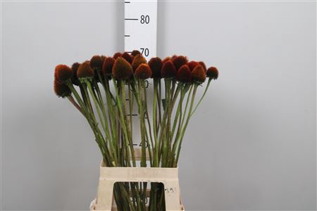 <h4>Echi Purpurea</h4>