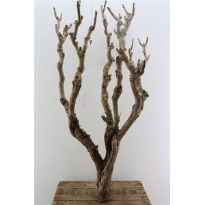 Seringenhout 90cm P/tk