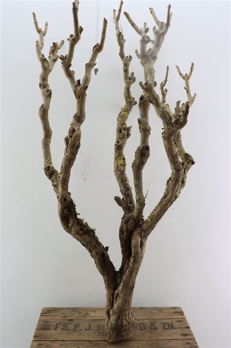 <h4>Seringenhout 90cm P/tk</h4>