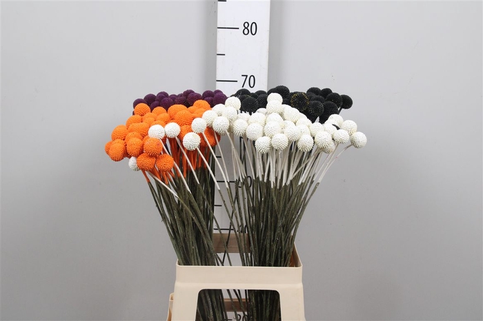 <h4>Cras Klb Orange</h4>