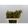 Cape GreenTortum Yellow