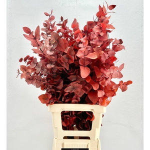 Euc. Cinerea Preserved Red