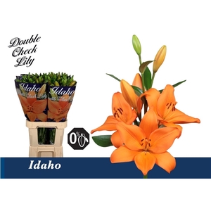 Li La Idaho 5+ Double Check