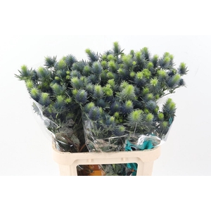 Eryn Supernova Qstar