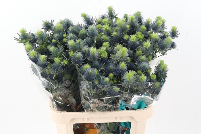 <h4>Eryn Supernova Qstar</h4>