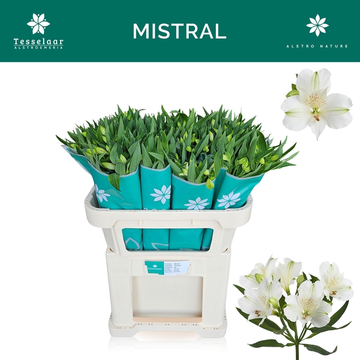 ALSTR MISTRAL