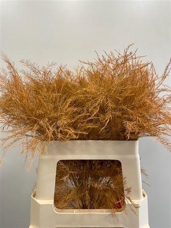 <h4>Treefern Orange</h4>