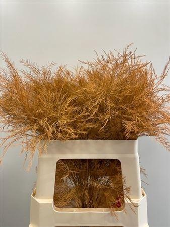 <h4>Treefern Orange</h4>