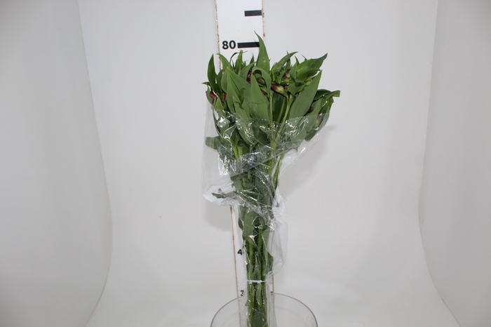<h4>ALSTROEMERIA BAHIA 080 CM</h4>