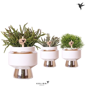 Kolibri Greens Rhipsalis mix in Le Chic pot silver