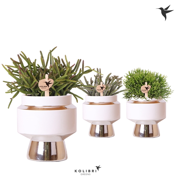 <h4>Kolibri Greens Rhipsalis mix in Le Chic pot silver</h4>