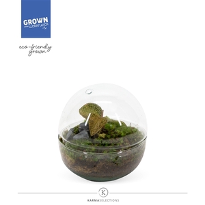 Jewel Orchid - KARMA Topaz | Terrarium Globe | Veenvrij