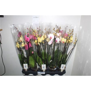 Phal Gem 4 Branches 24+