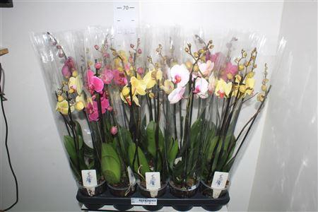 <h4>Phal Gem 4 Branches 24+</h4>