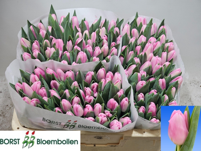 <h4>TU EN DUTCH DELIGHT</h4>